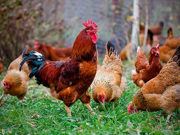 Породы куриц | ЗооТом - продажа, вязка и услуги для животных в Алапаевске