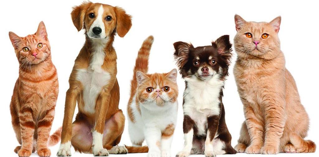 Доска объявлений о животных | ЗооТом - продажа, вязка и услуги для животных в Алапаевске