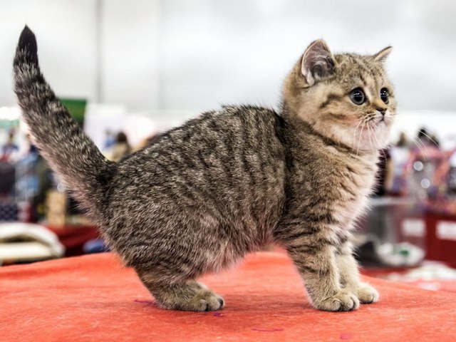 Породы кошек в Алапаевске | ЗооТом портал о животных