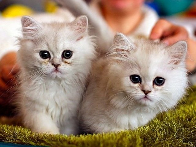 Породы кошек в Алапаевске | ЗооТом портал о животных