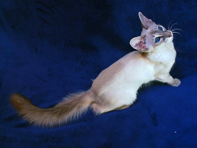 Выведенные породы кошек в Алапаевске | ЗооТом портал о животных