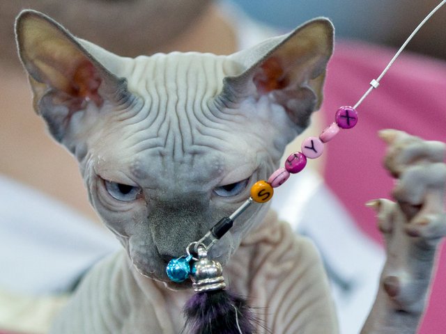 Выставки кошек в Алапаевске | ЗооТом портал о животных