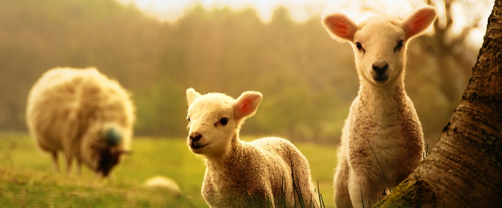 Объявления о сельскохозяйственных животных | ЗооТом - продажа, вязка и услуги для животных в Алапаевске