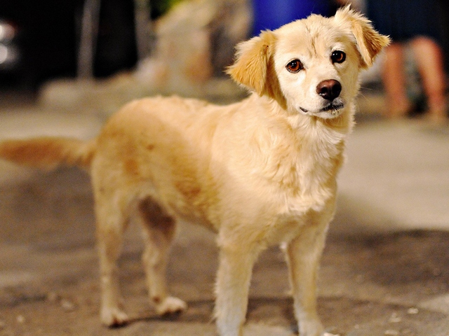 Породы собак в Алапаевске | ЗооТом портал о животных