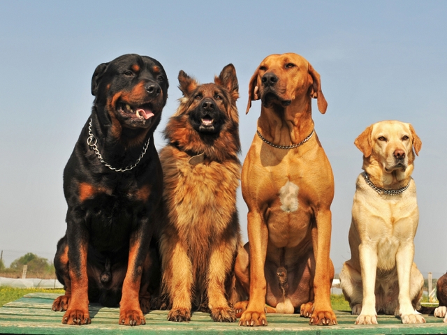 Крупные породы собак в Алапаевске | ЗооТом портал о животных